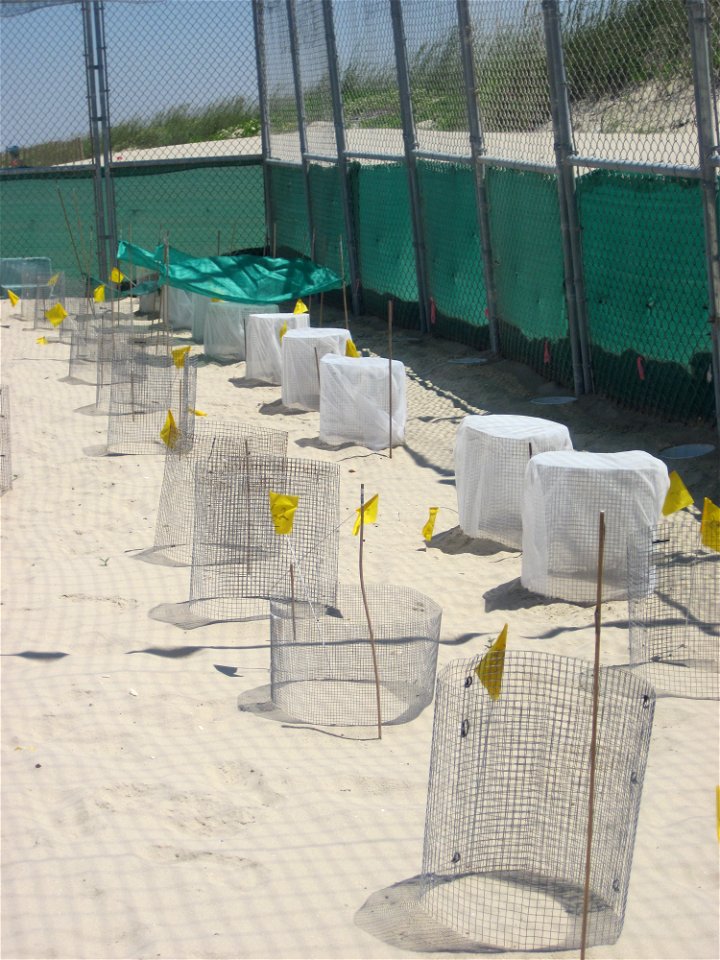 2010 Kemp's ridley sea turtle project at Padre Island National Seashore