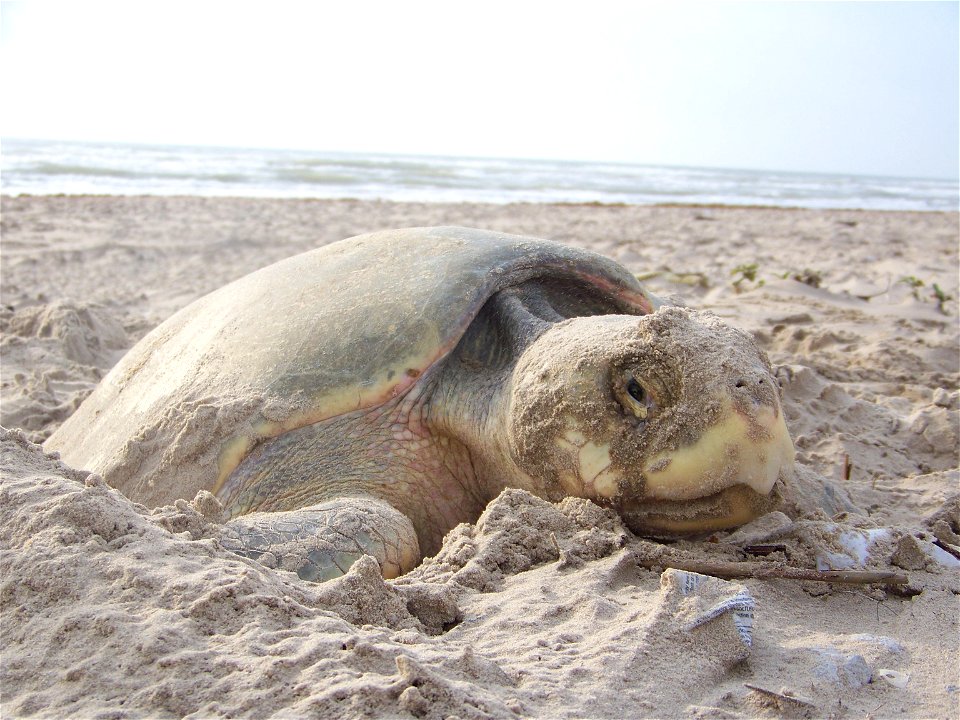 2010 Kemp's ridley sea turtle project at Padre Island National Seashore (for NRC)
