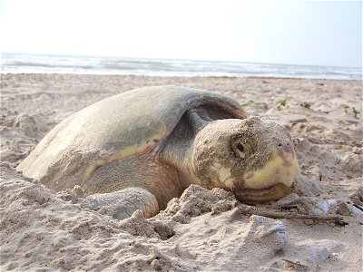 2010 Kemp's ridley sea turtle project at Padre Island National Seashore (for NRC)