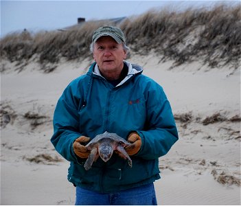 This is Wellfleet Bay volunteer, Bill Allan, rescuing a small Kemp Ridley's. CREDIT: NER Sea Turtle Stranding Network photo