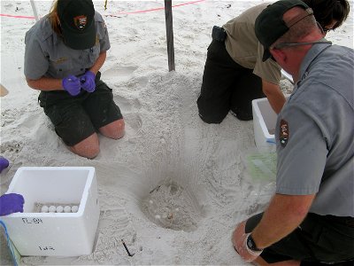 July 23, 2010 - Gulf Breeze, Florida.  Biologists excavate 89 eggs from a Kemp's ridley sea turtle nest at the National Park Service's Gulf Islands Naional Seashore near Fort Pickens. Credit: Catherin
