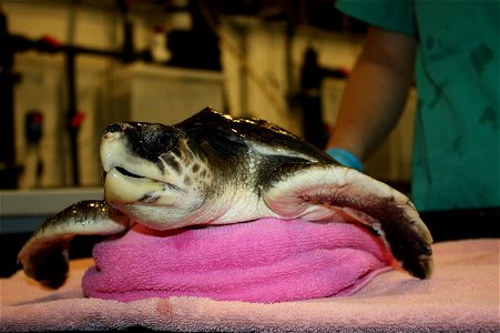 This cold-stunned sea turtle was rescued off the shores of Cape Cod and is doing well under the watch of biologists at the New England Aqurium. The turtle's name is Professor X.


CREDIT: New England 