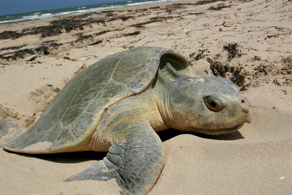 Kemp's Ridley sea turtle nesting.