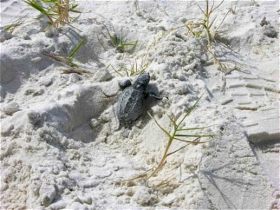 Image title: Lepidochelys kempii baby turtle
Image from Public domain images website, http://www.public-domain-image.com/full-image/fauna-animals-public-domain-images-pictures/reptiles-and-amphibians-