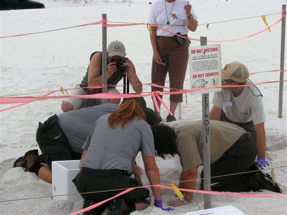 July 23, 2010 - Gulf Breeze, Florida.  Environmental journalist Mike Di Paola photographs excavation of a Kemp's ridley sea turtle nest at Fort Pickens, Gulf Islands National Seashore.  Credit: Cather