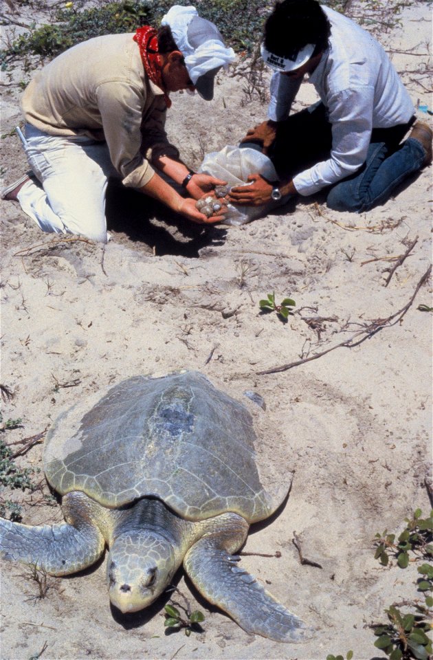 Sea turtle