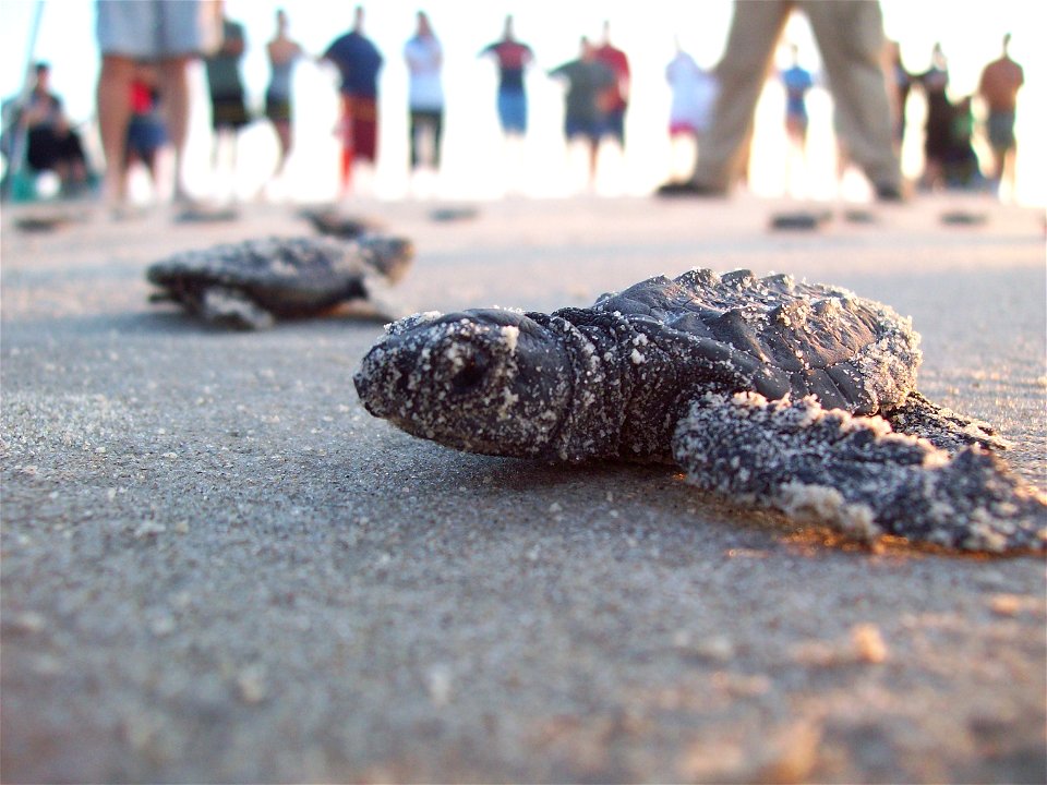 2009 Kemp's ridley sea turtle project at Padre Island National Seashore