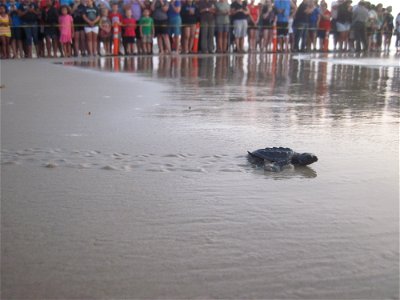 A hatchling Kemp's ridley sea turtle crawls towards the water at a public hatchling release on 21 June 2011.