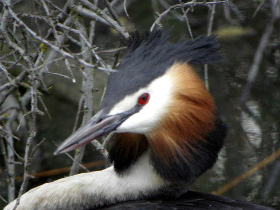 Podiceps cristatus