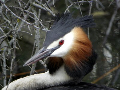 Podiceps cristatus photo