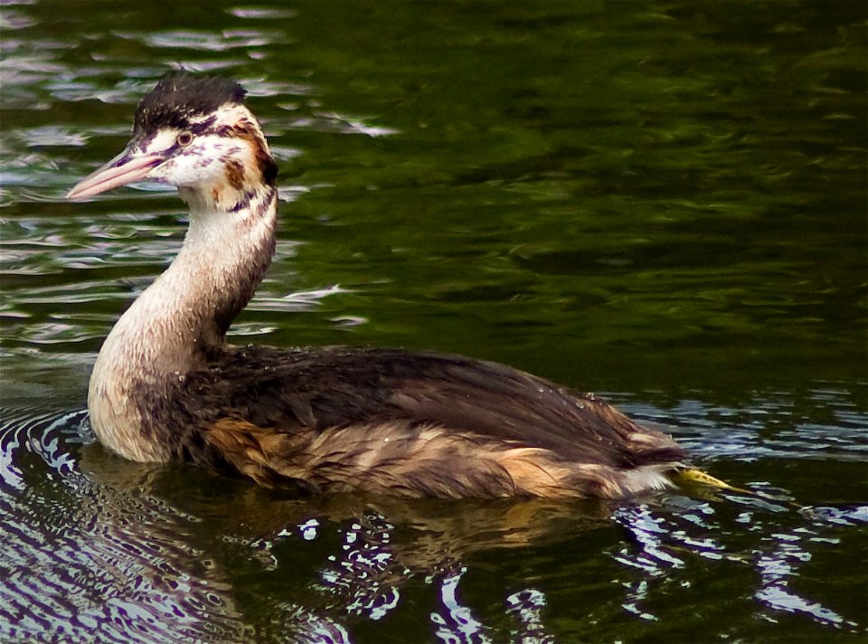 Great Crested Grebe, waterbird