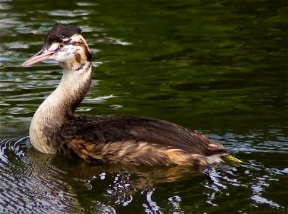 Great Crested Grebe, waterbird photo