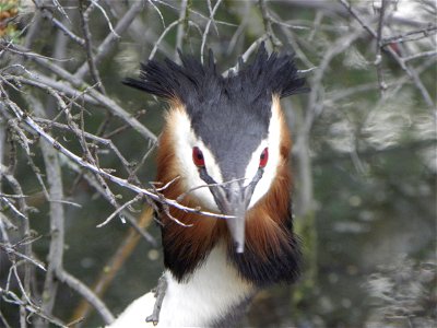 Podiceps cristatus photo