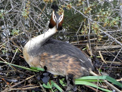 Podiceps cristatus photo