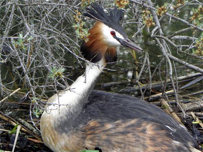 Podiceps cristatus photo