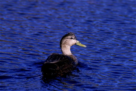 American Black Duck (Anas rubripes) photo