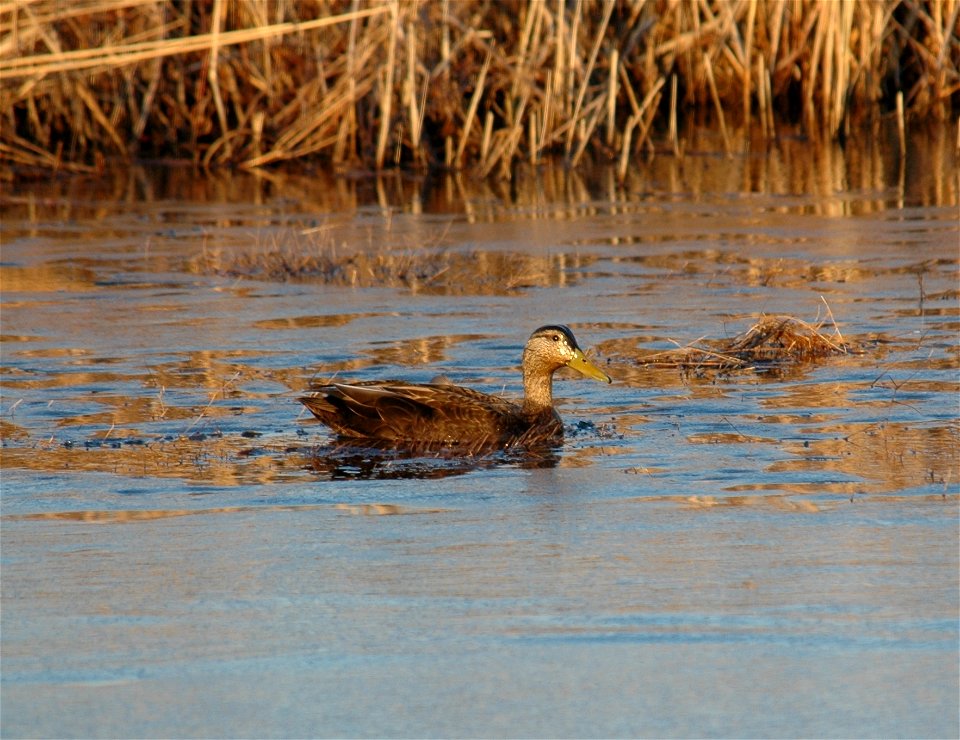 Black duck at the Edwin B. Forsythe National Wildlife Refuge.


Credit: USFWS