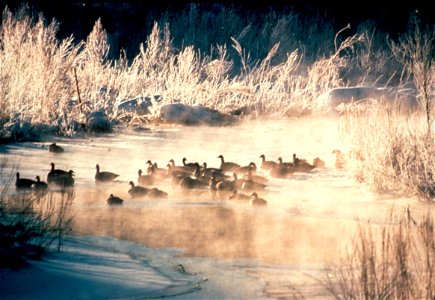 Photo of the Week - 12/1/09. American black ducks in the winter at Great Meadows National Wildlife Refuge (MA). Credit: USFWS photo