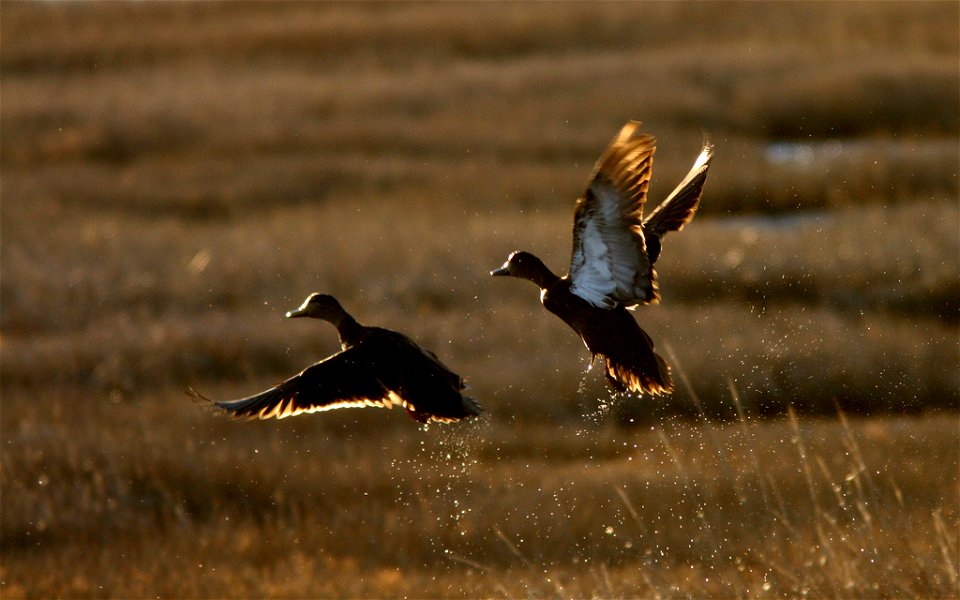 Edwin B. Forsythe National Wildlife Refuge, NJ
January 2011

Photo: Henry McLin, Creative Commons