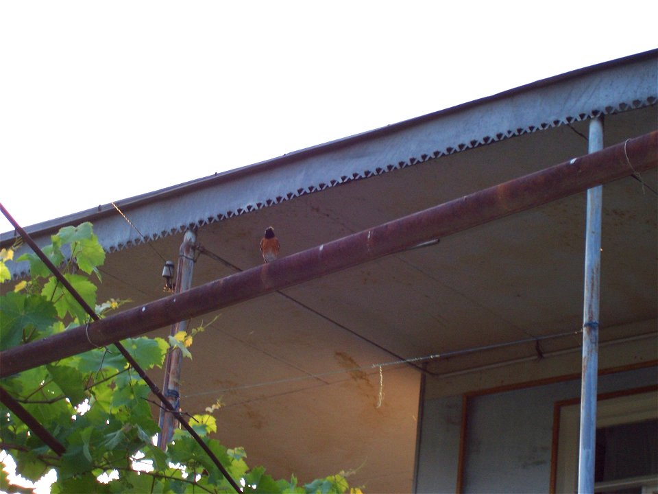 Phoenicurus phoenicurus. Picture taken in Sahesi (Tbilisi/Georgia)