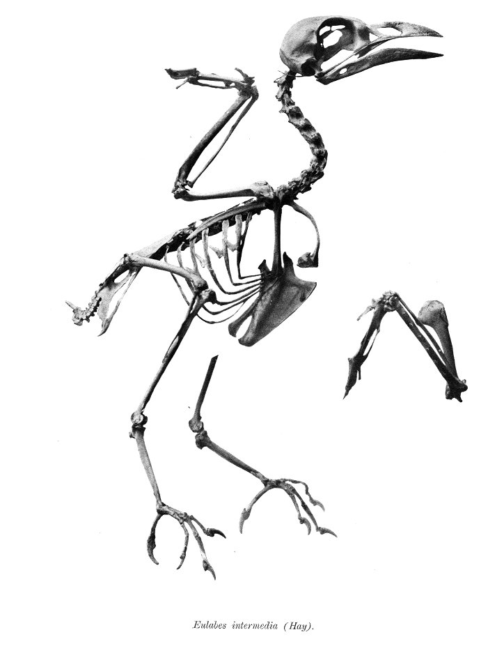 Eulabes intermedia