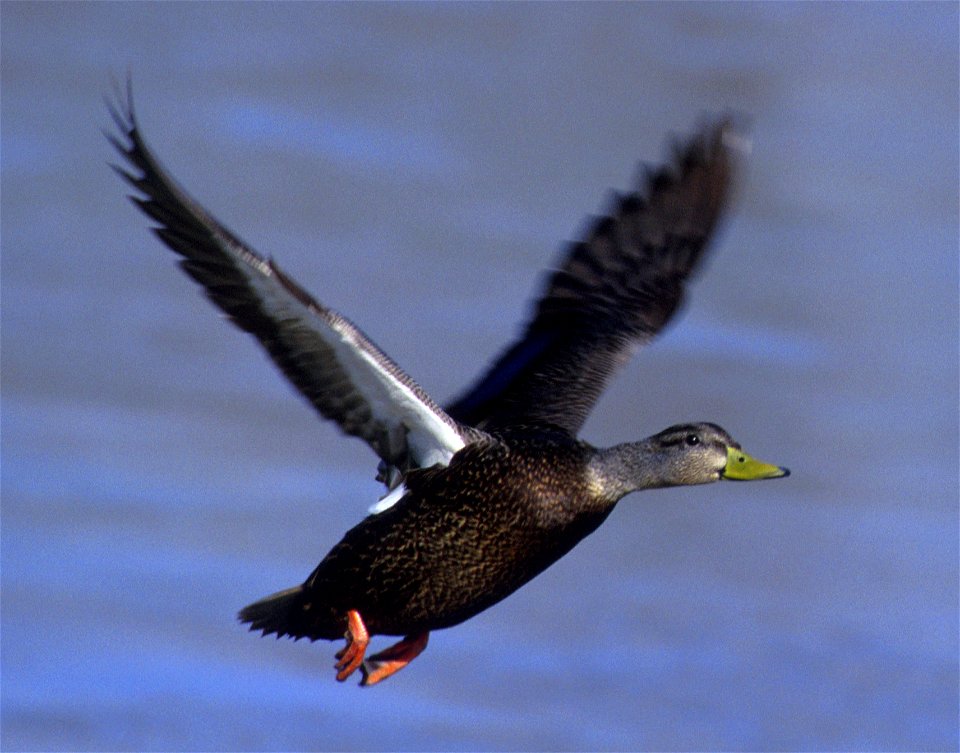 American Black Duck (Anas rubripes) in flight.