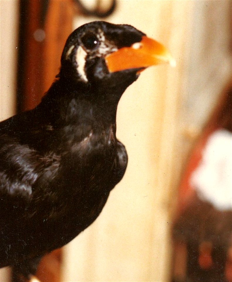 Mittel-Beo