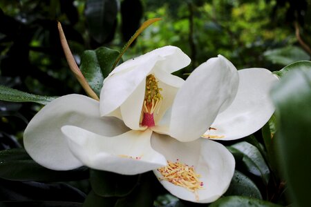 Garden bloom magnolia grandiflora photo