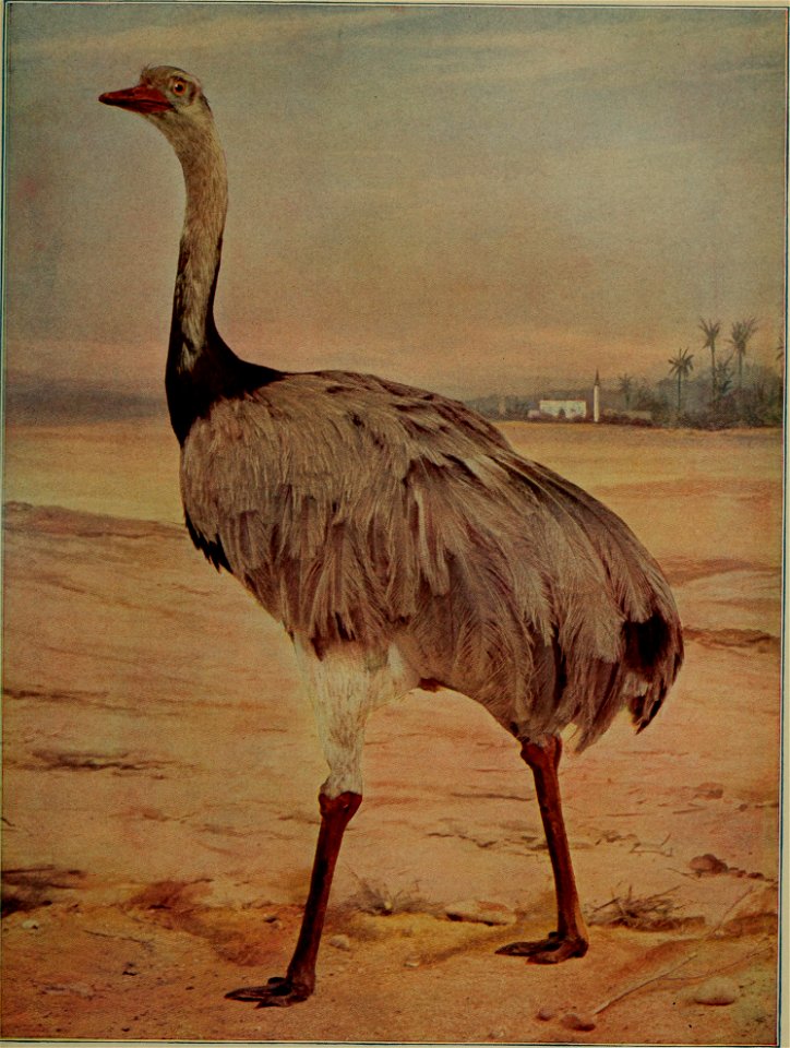 : birdsnature31906chic (find matches)
Title: Birds and nature
Year: 1900 (1900s)
Authors: 
Subjects:  Birds Natural history
Publisher:  Chicago, Ill. : A.W. Mumford, Publisher
Contributing Librar