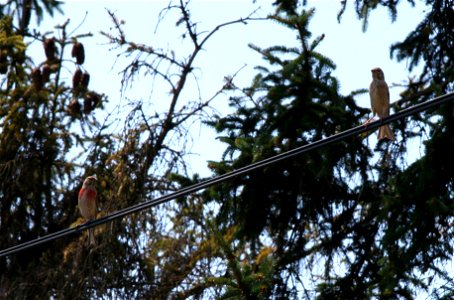 Bluthänfling (Carduelis cannabina)