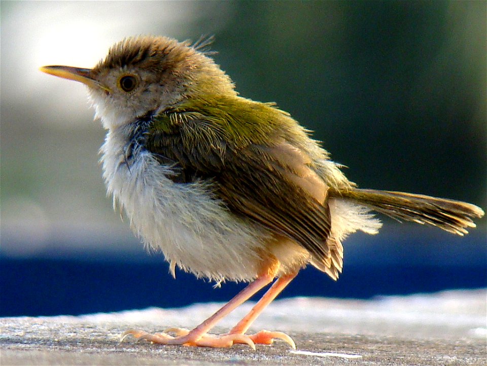 Immature Common Tailorbird