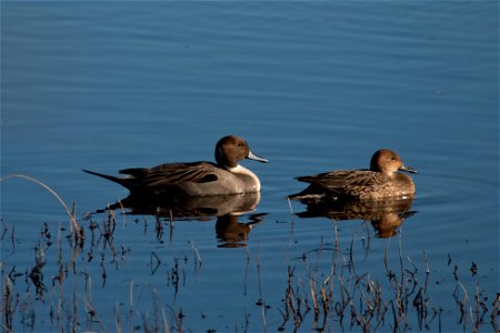 Northern Pintail You are free to use this image with the following photo credit: Peter Pearsall/U.S. Fish and Wildlife Service photo
