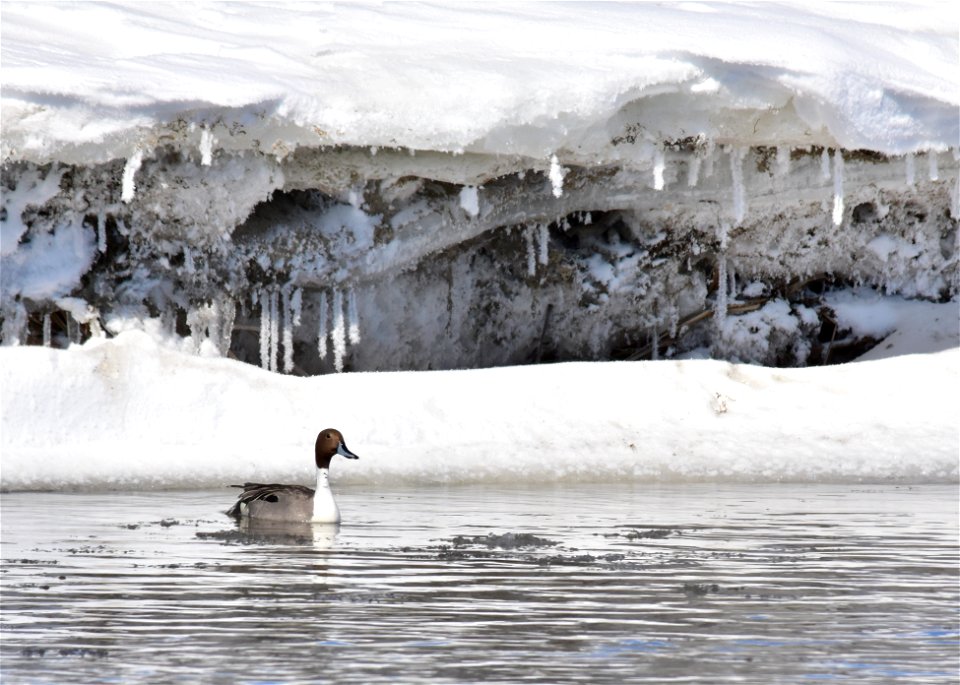 Photo: Tom Koerner/USFWS

<a href="https://www.facebook.com/Seedskadee/" rel="nofollow">www.facebook.com/Seedskadee/</a>