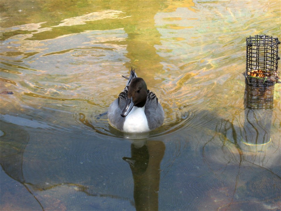 A Northern Pintail at the Oklahoma City Zoo