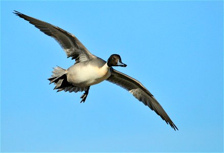 Photo: Tom Koerner/USFWS photo