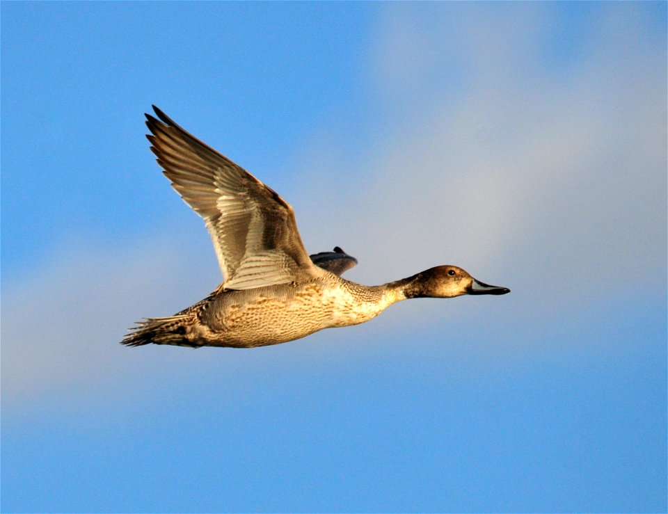 This drake Northern pintail has not molted in to its breeding plumage.  It is likely a juvenille from a late hatch and is just beginning to show some of its breeding plumage, with a little of the redd