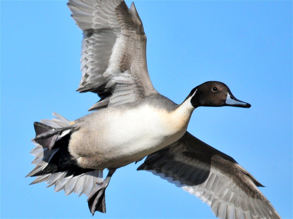 Photo: Tom Koerner/USFWS