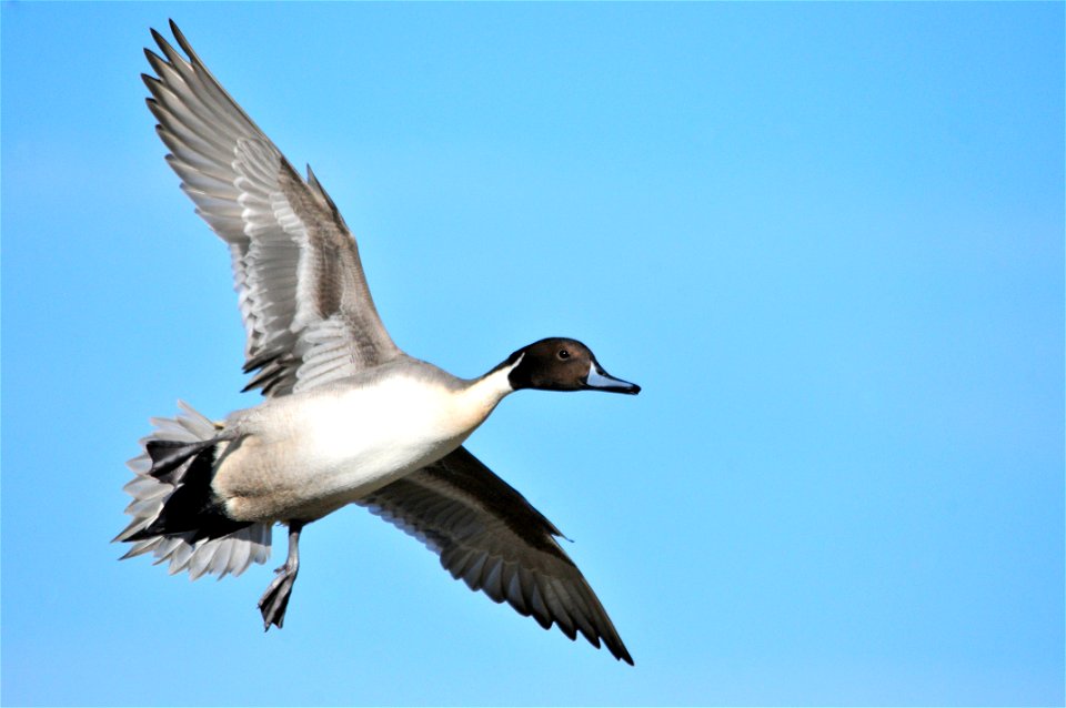Photo: Tom Koerner/USFWS