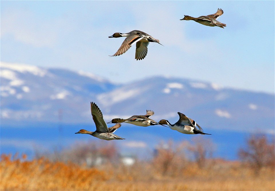Northern Pintails in flight over Bear River Migratory Bird Refuge in Utah.

Credit: J. Kelly, from 2008 photo contest.