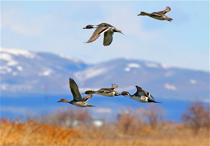 Northern Pintails in flight over Bear River Migratory Bird Refuge in Utah. Credit: J. Kelly, from 2008 photo contest. photo