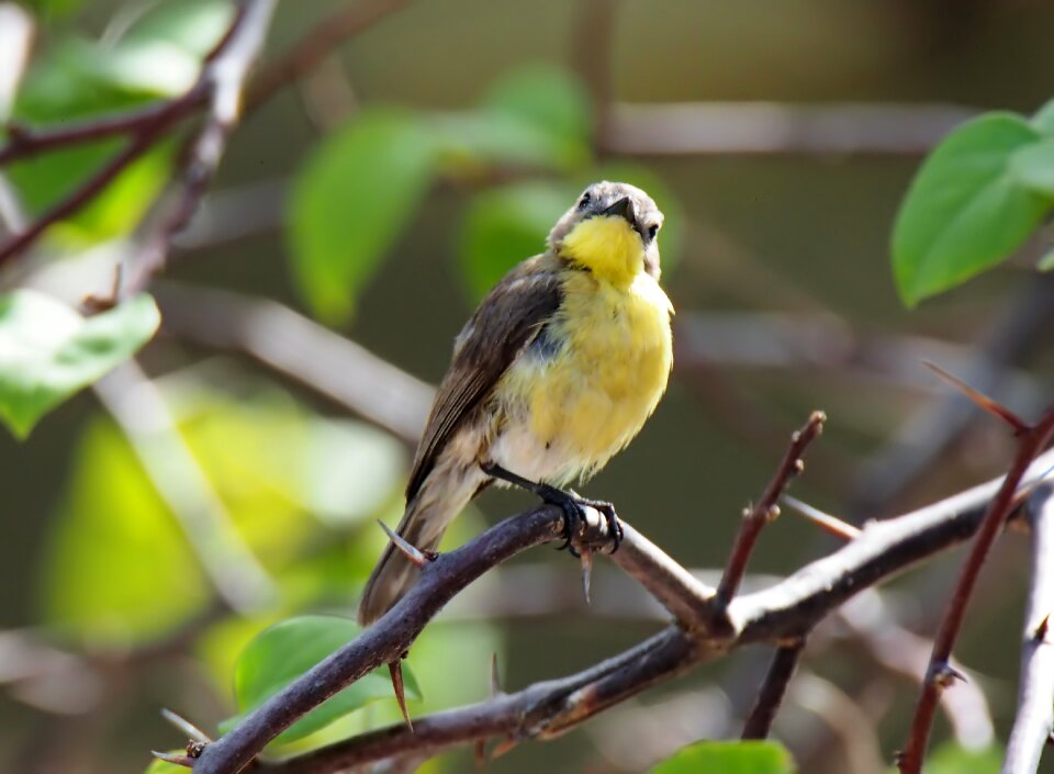 Outdoors animal little