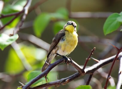 Outdoors animal little