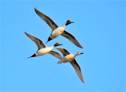 Pintails in a courtship flight on Seedskadee NWR. Photo: Tom Koerner/USFWS photo