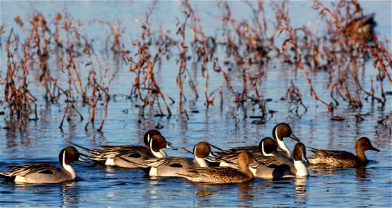 BLM Winter Bucket List #9: Cosumnes River Preserve, California, for the Trumpet and Dance of the Sandhill Crane The Cosumnes River Preserve is home to California’s largest remaining valley oak riparia photo