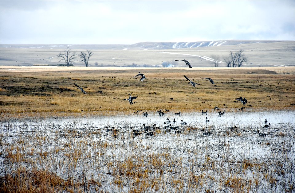 Northern Pintail Anas acuta ducks migrating north stopped to rest in Cascade County, Montana, USA. March 2018



Public domainPublic domainfalsefalse





This image is a work of the Natural Resources