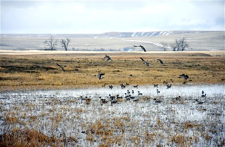 Northern Pintail Anas acuta ducks migrating north stopped to rest in Cascade County, Montana, USA. March 2018 Public domainPublic domainfalsefalse This image is a work of the Natural Resources photo