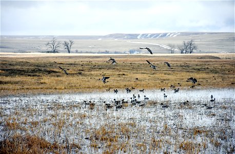 Northern Pintail Anas acuta ducks migrating north stopped to rest in Cascade County, Montana, USA. March 2018



Public domainPublic domainfalsefalse





This image is a work of the Natural Resources