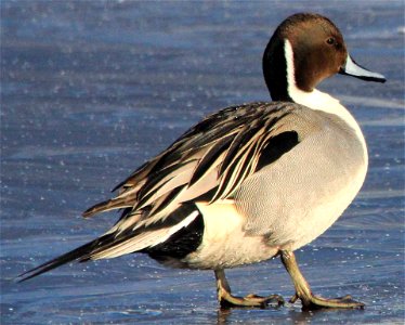 A Northern Pintail duck looks spectacular in the late afternoon sun at the National Elk Refuge. Credit: USFWS / Ann Hough, National Elk Refuge volunteer photo