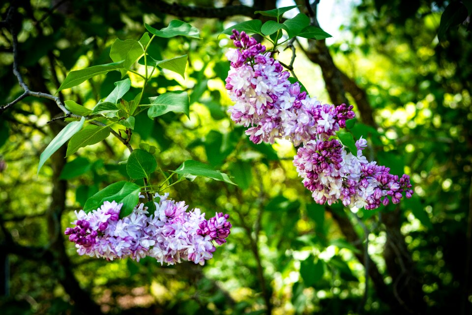 Flower garden spring