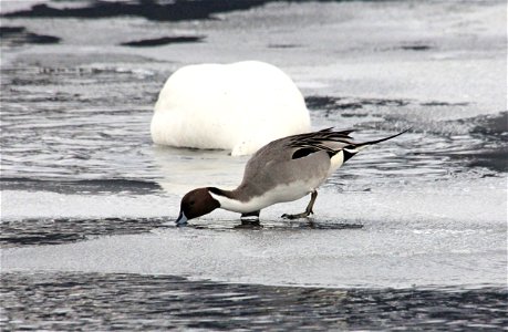 A Northern Pintail dips its beak into the icy water near Flat Creek on the National Elk Refuge. Credit: USFWS / Ann & Tony Hough, National Elk Refuge volunteers photo